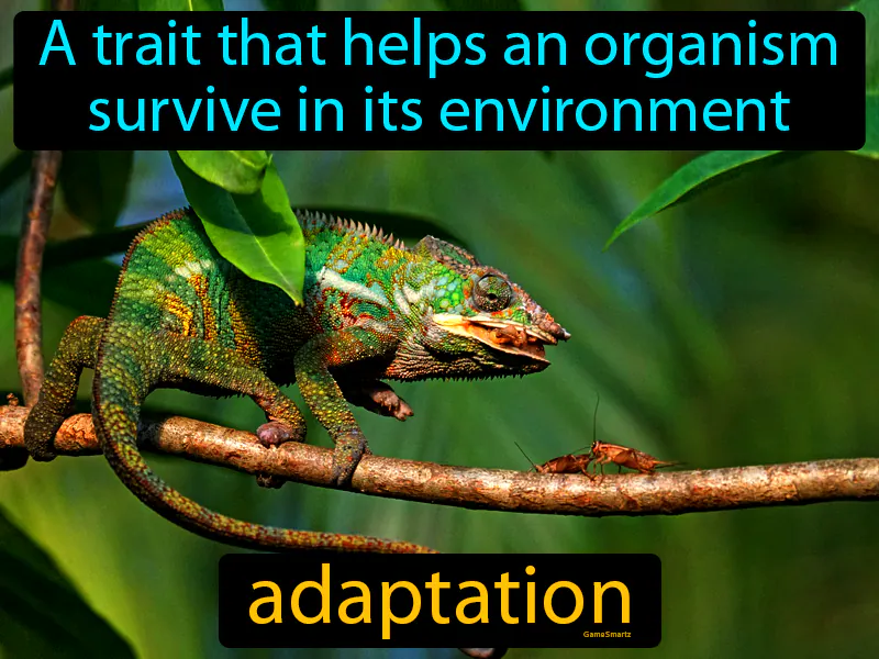Adaptation Definition Adaptation Definition