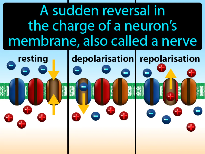Action Potential Definition