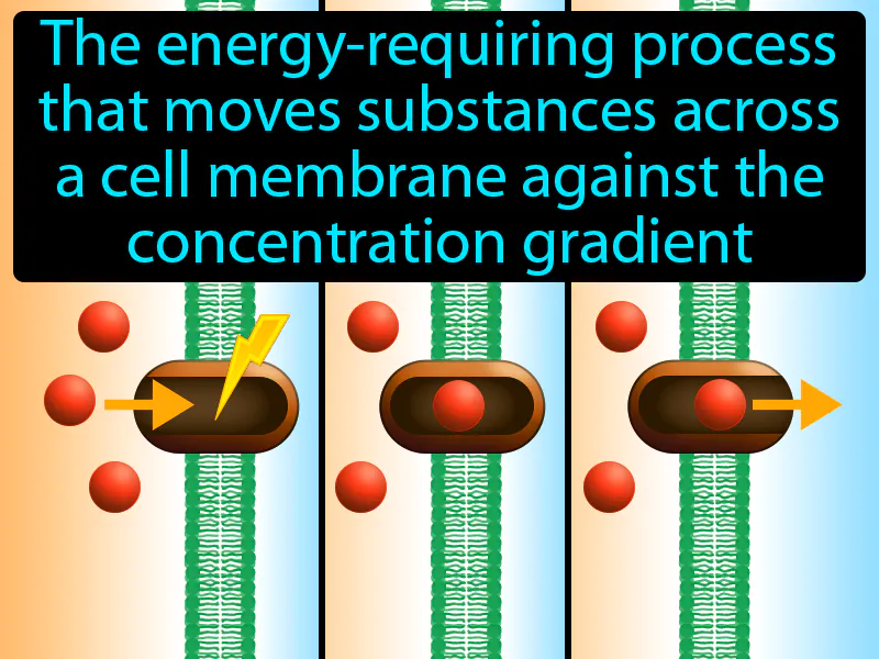 Active Transport Definition