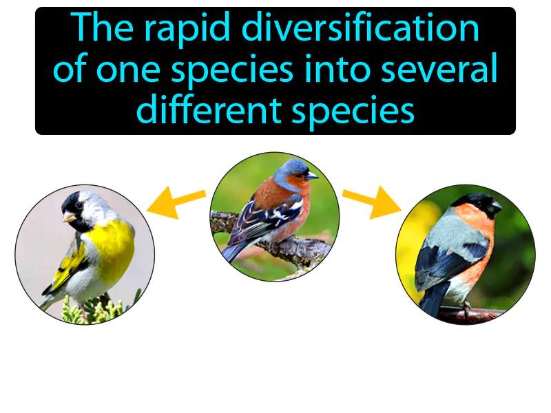 Adaptive Radiation Definition