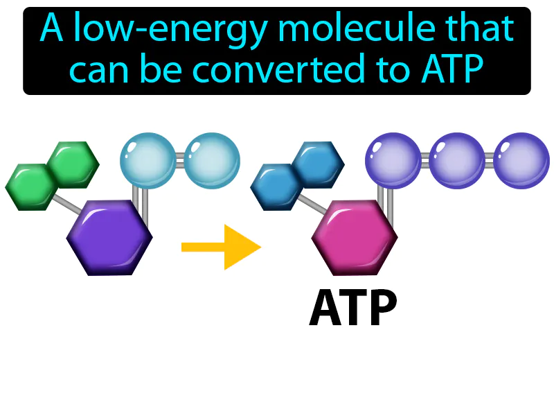 Adenosine Diphosphate Definition