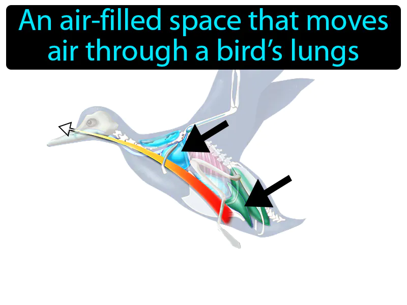Air Sac Definition