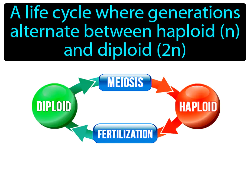 Alternation Of Generation Definition