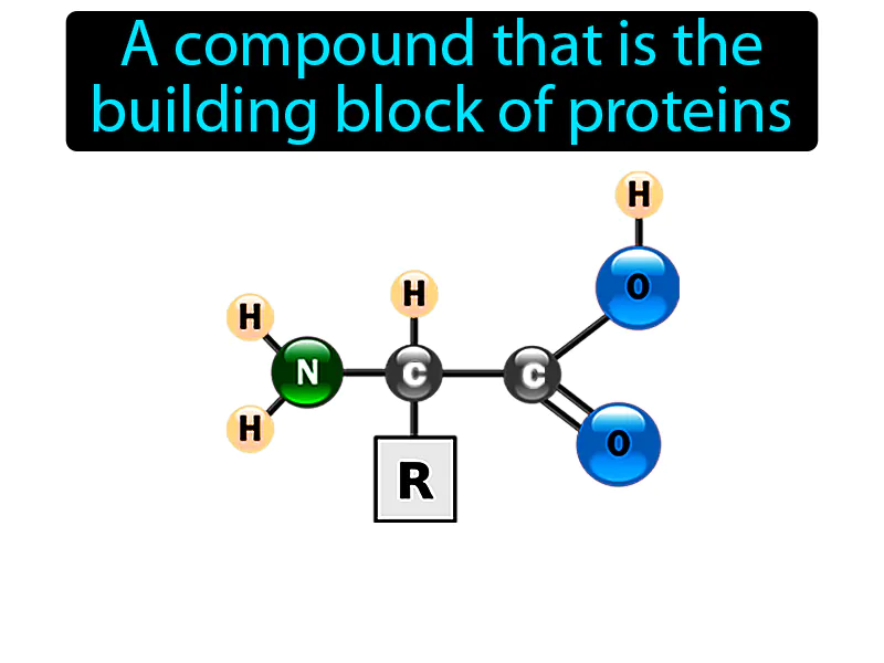 Amino Acid Definition