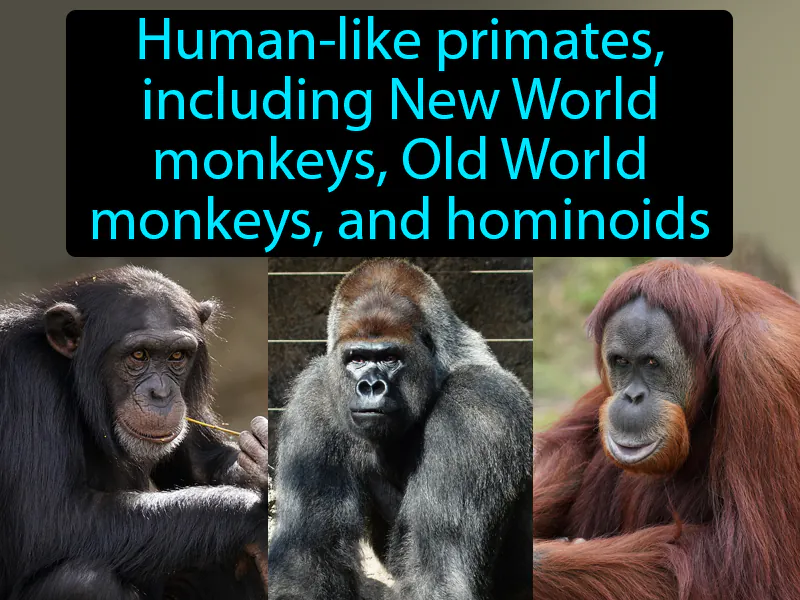 Anthropoid Definition