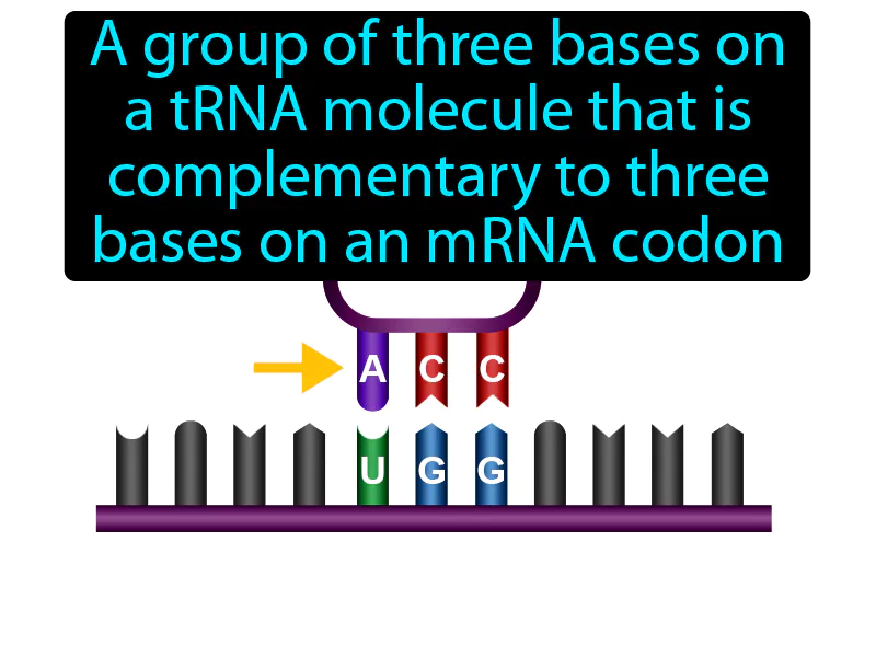 Anticodon Definition Anticodon Definition
