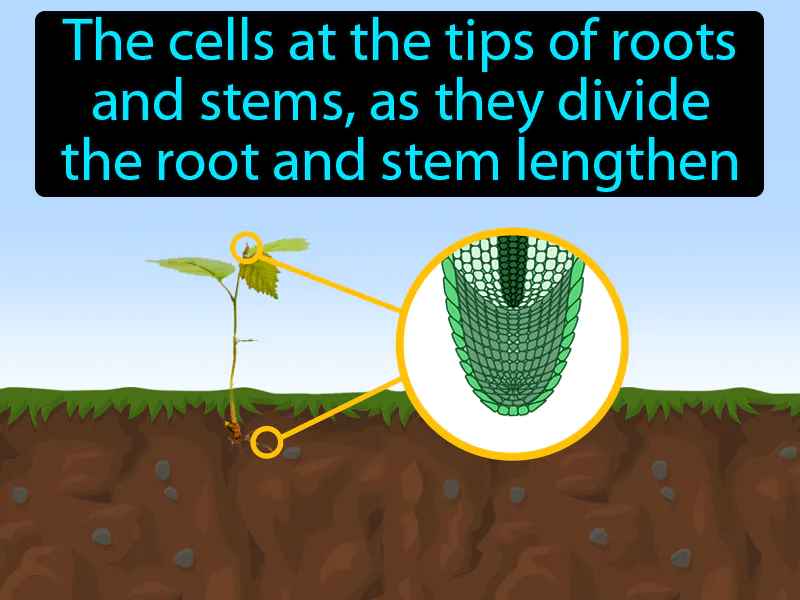Apical Meristem Definition