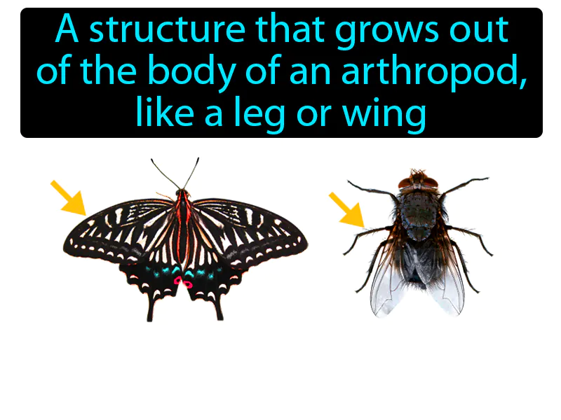 Appendage Definition