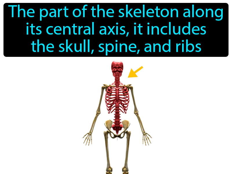 Axial Skeleton Definition