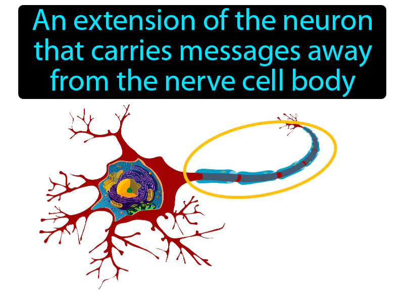 Axon Definition