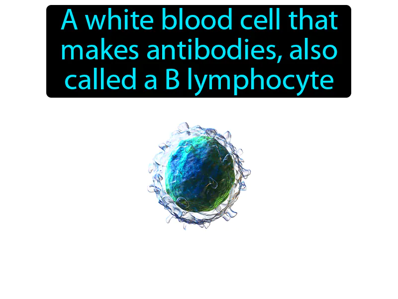 B Cell Definition