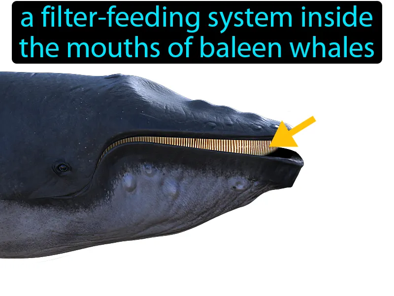 Baleen Definition
