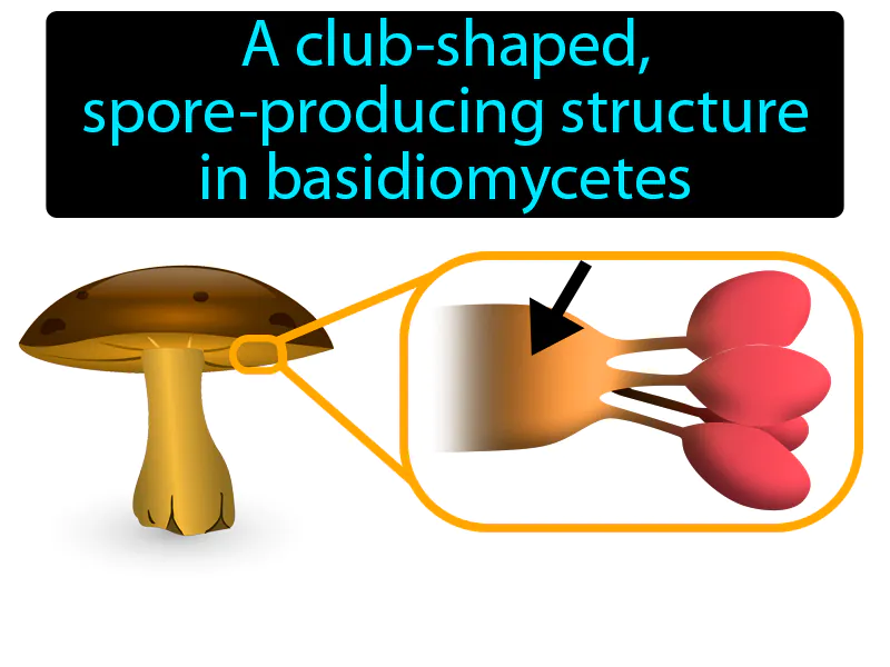 Basidium Definition