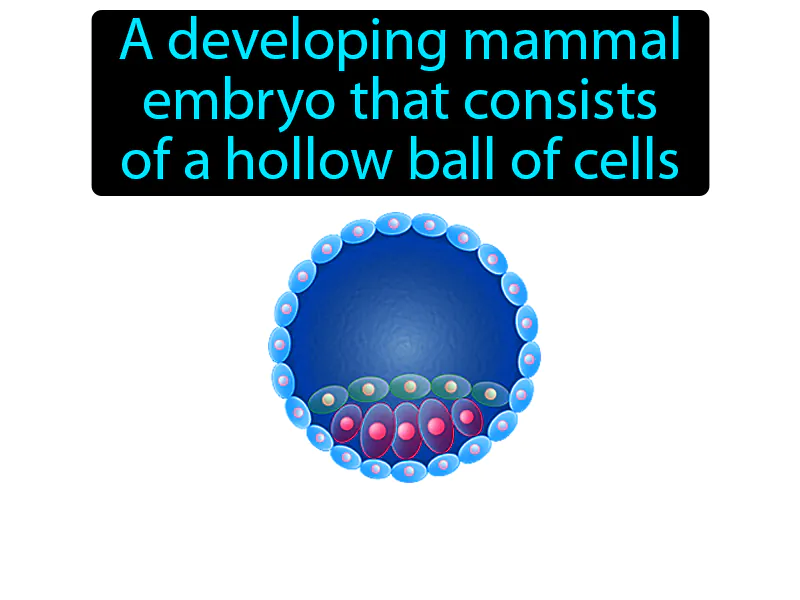 Blastocyst Definition