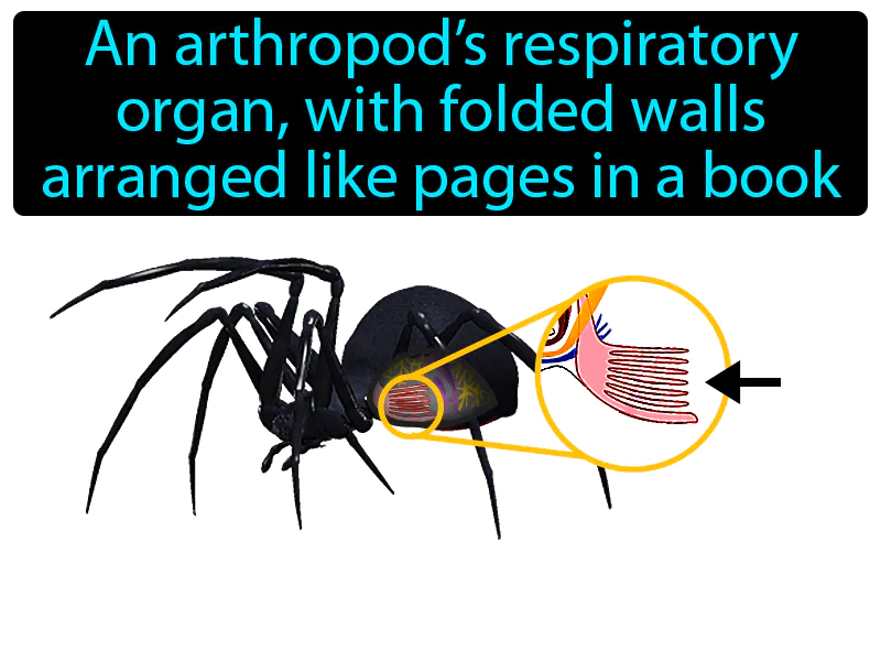 Book Lung Definition