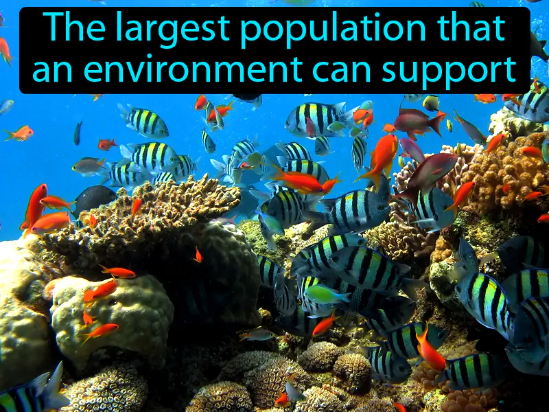 Carrying Capacity Definition