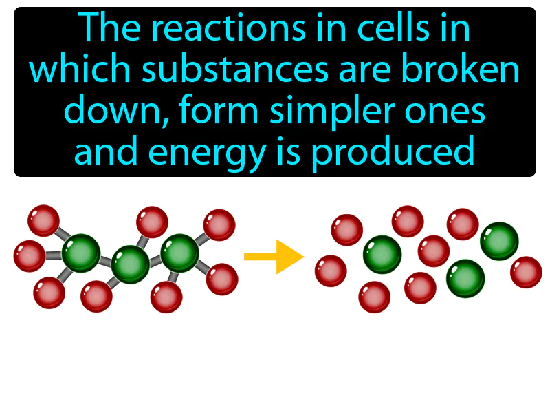Catabolism Definition