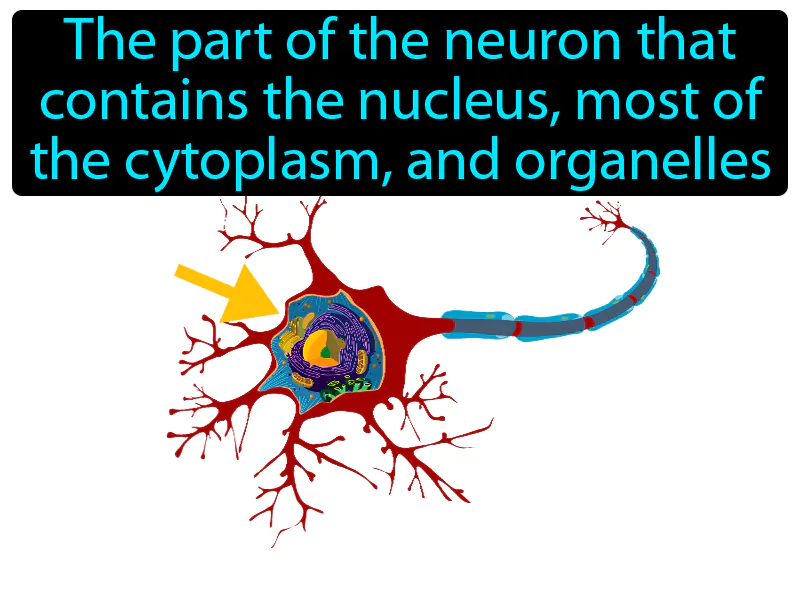 Cell Body Definition