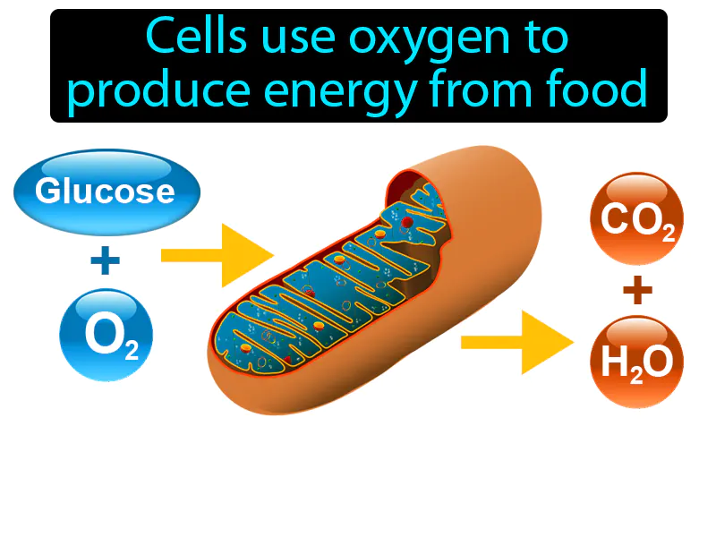 Cellular Respiration Definition