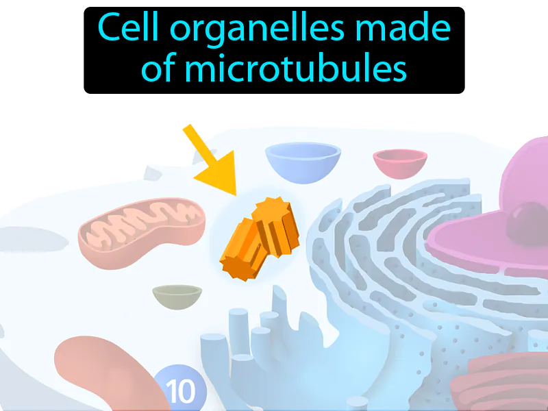 Centriole Definition