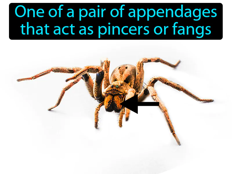 Chelicerae Definition