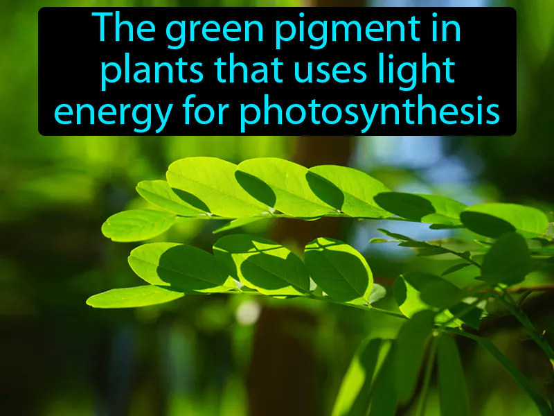 Chlorophyll Definition