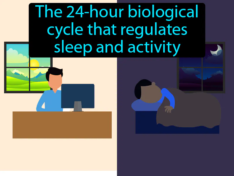 Circadian Rhythm Definition