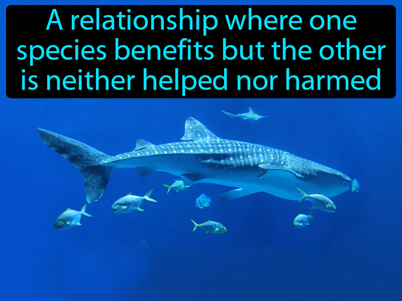 Commensalism Definition