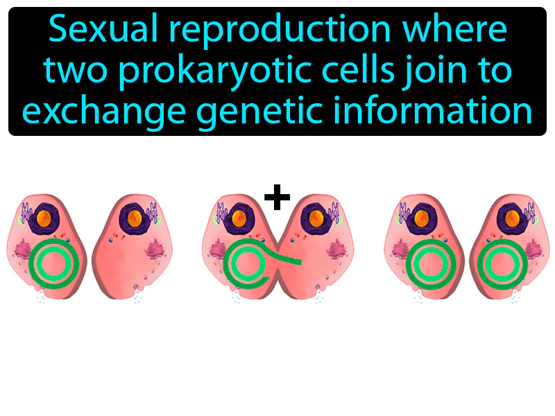Conjugation Definition