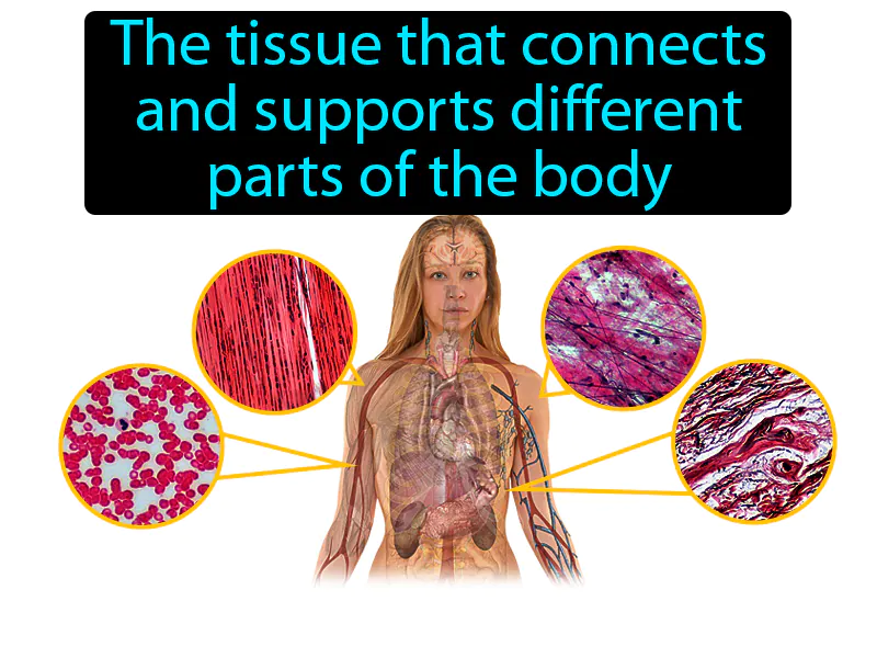 Connective Tissue Definition