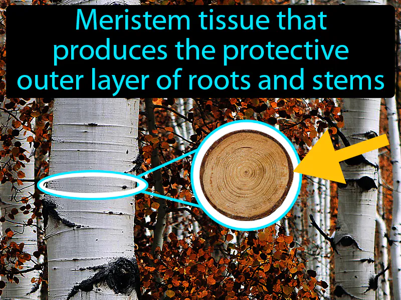 Cork Cambium Definition