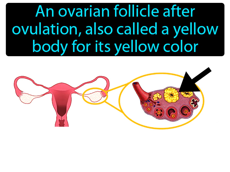 Corpus Luteum Definition