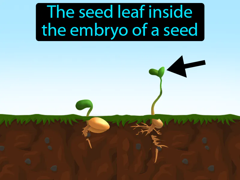 Cotyledon Definition