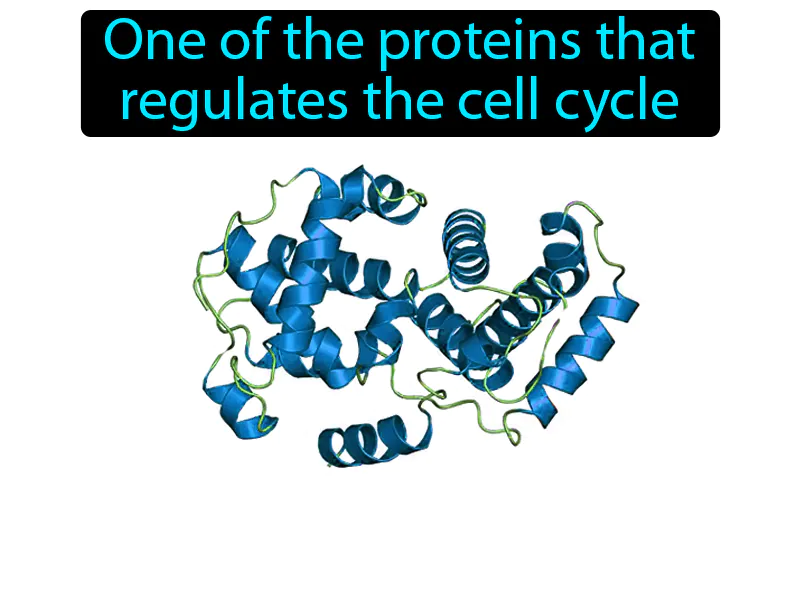 Cyclin Definition Cyclin Definition