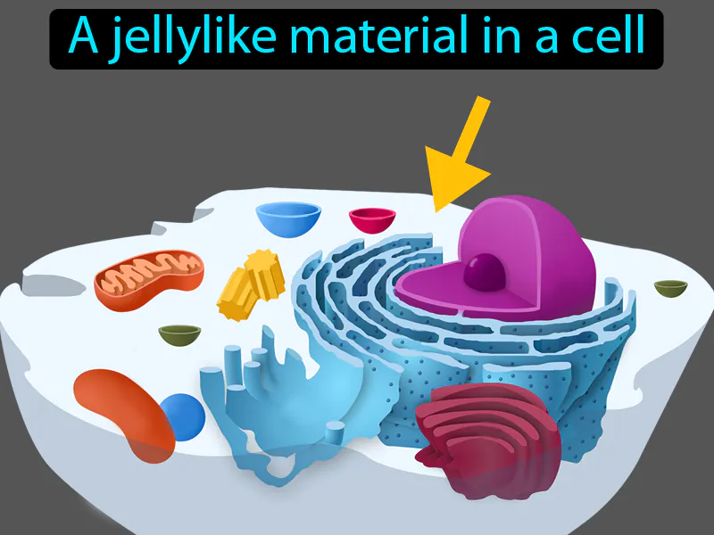Cytoplasm Definition