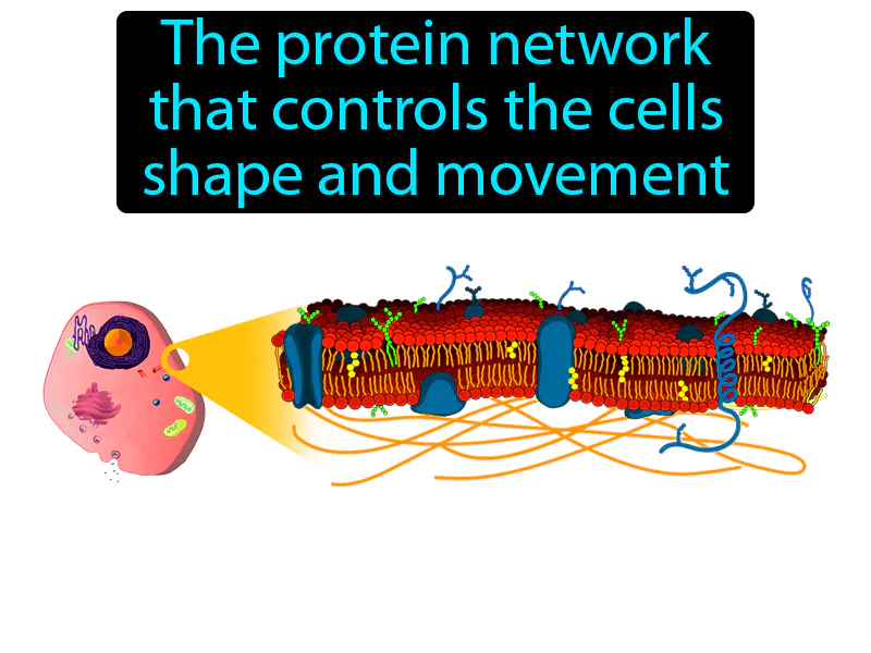 Cytoskeleton Definition Cytoskeleton Definition