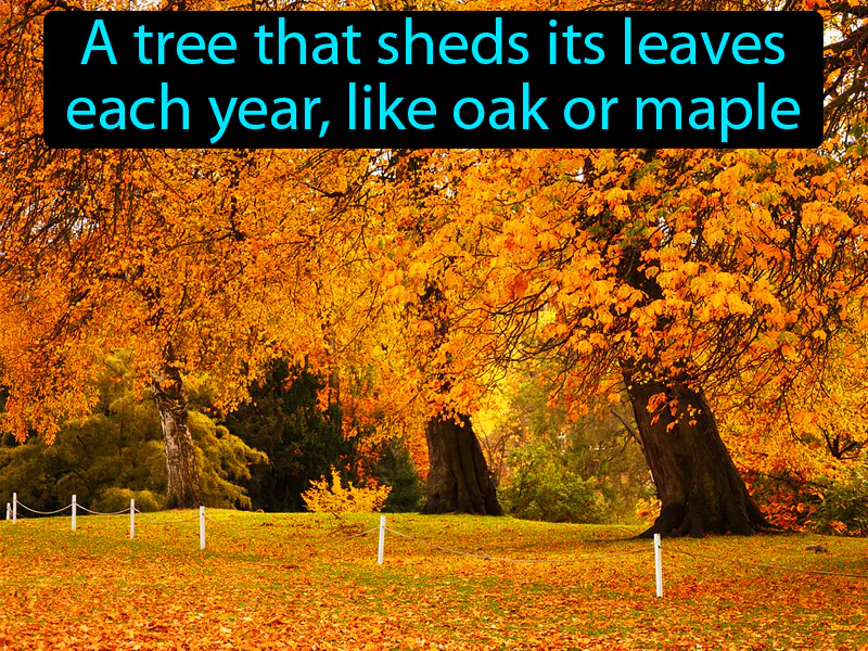 Deciduous Definition