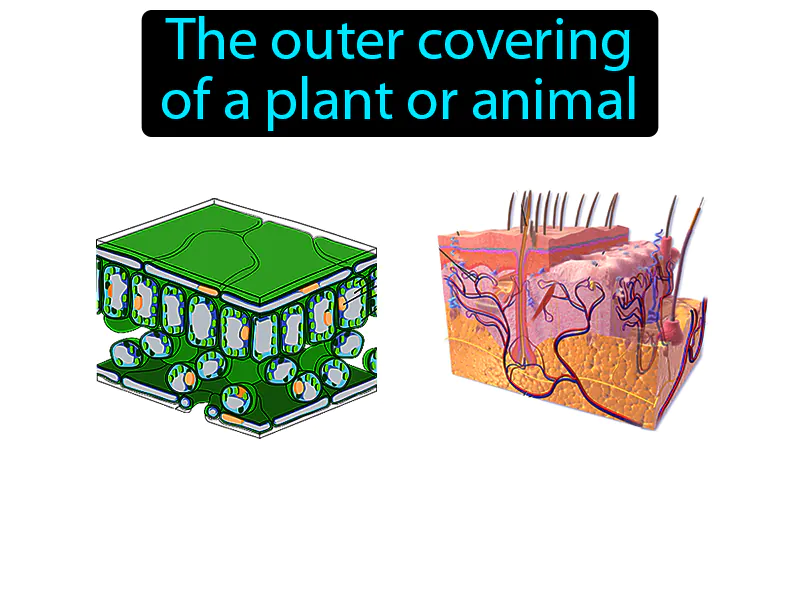 Dermal Tissue Definition