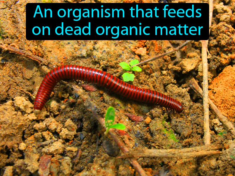 Detritivore Definition Detritivore Definition
