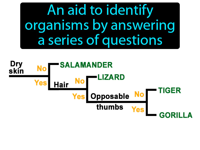Dichotomous Key Definition