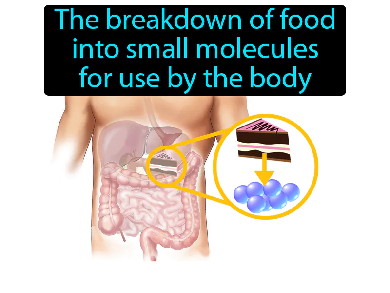 Digestion Definition Digestion Definition