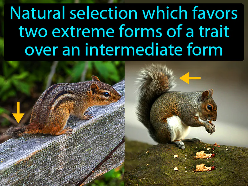 Disruptive Selection Definition