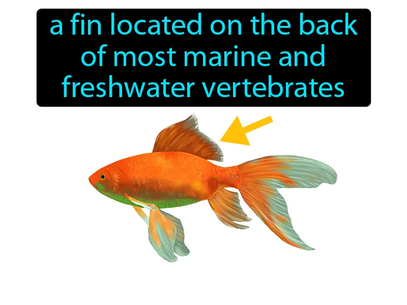 Dorsal Fin Definition