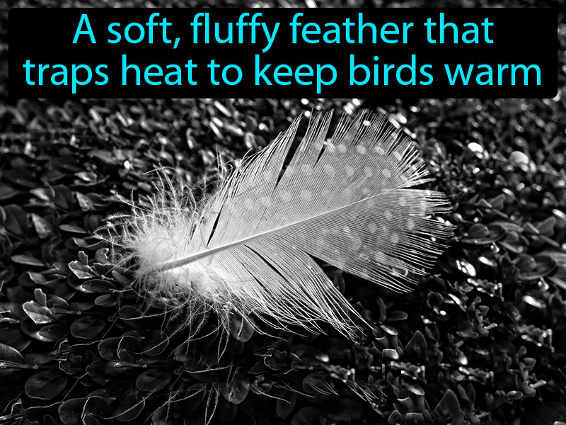 Down Feather Definition