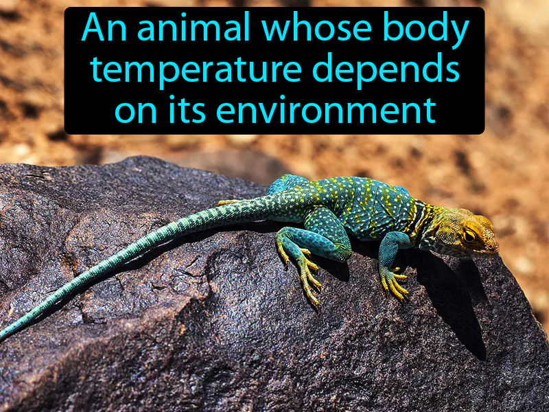 Ectotherm Definition
