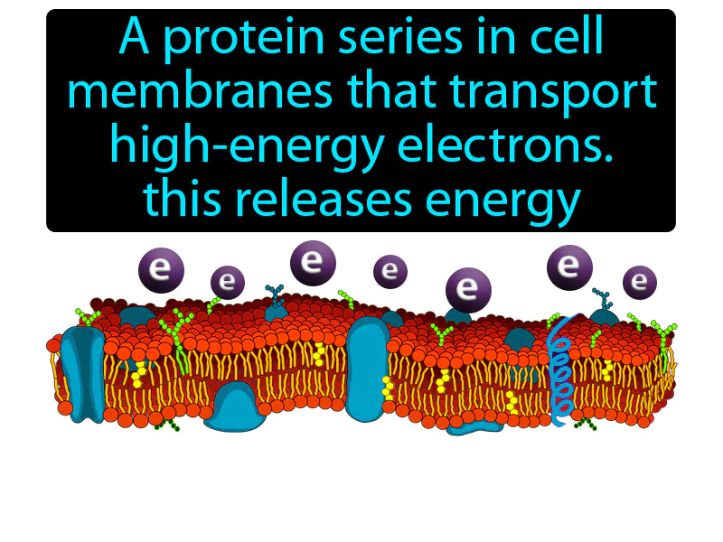 Electron Transport Chain Definition