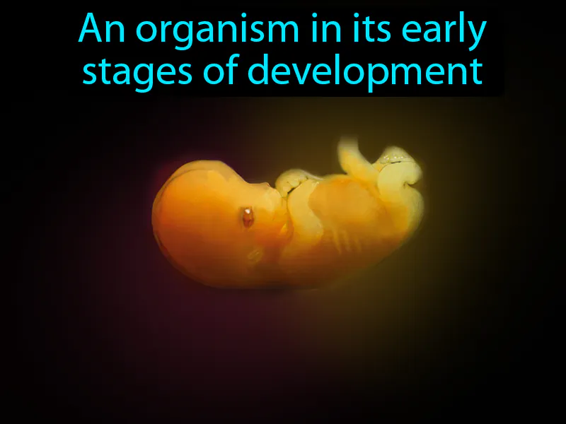 Embryo Definition
