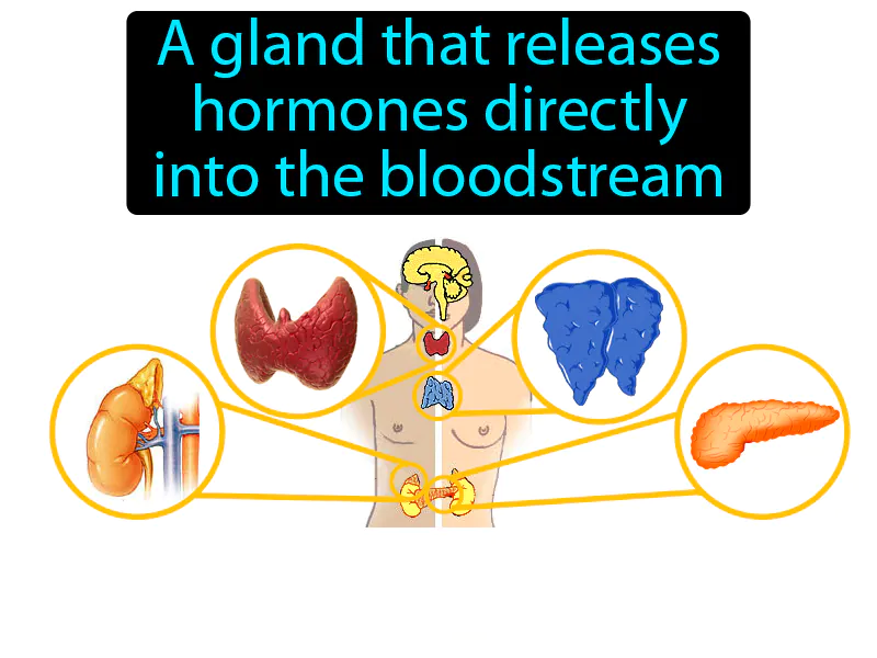 Endocrine Gland Definition