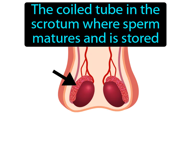Epididymis Definition