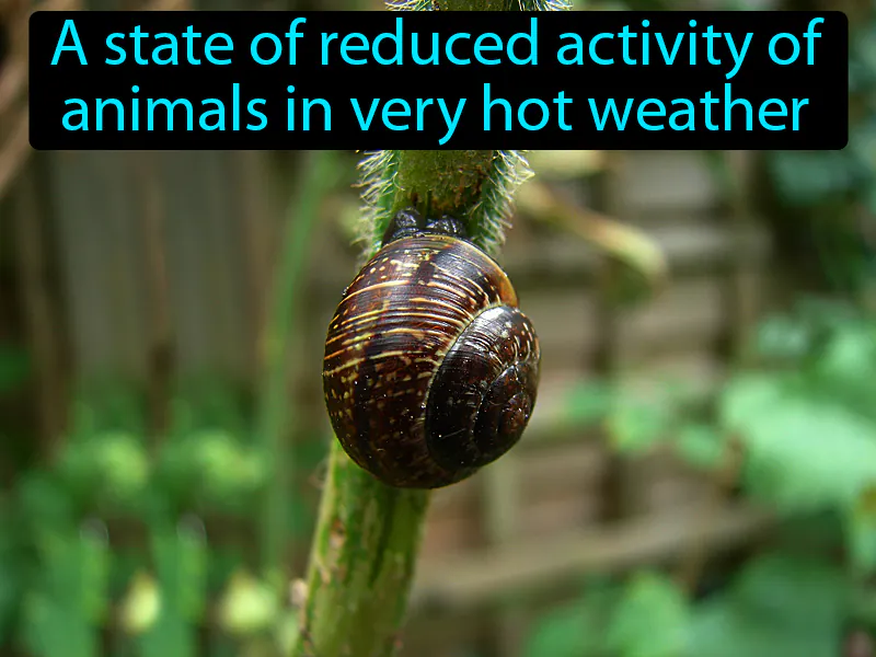 Estivation Definition